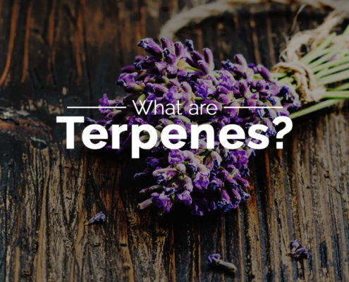 What are terpenes cover